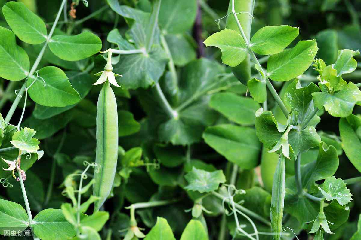 免费推荐：豌豆荚哪些好用写作软件，轻松提升作文水平