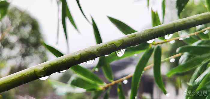 一下文案：微醺桃花未开，发财树先绽放，小聚旧照片，探访新城市