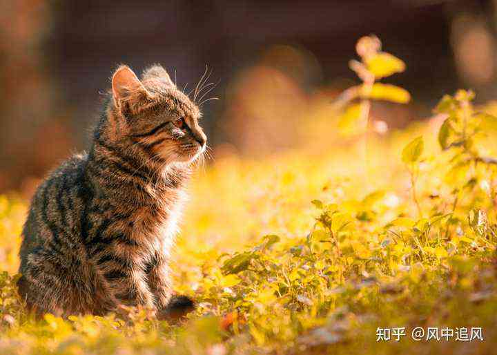 关于猫咪的馨文案：它们与猫猫朋友的可爱故事