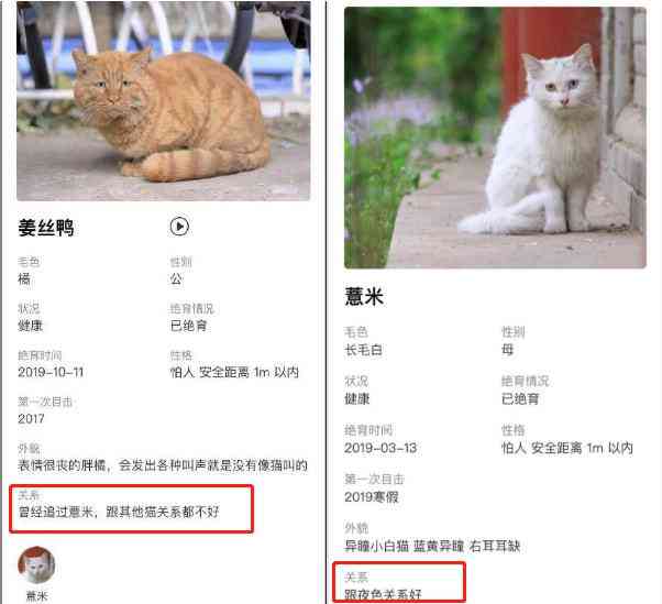 猫咪创意文案汇编：精选短句、灵感集锦与情感表达全攻略