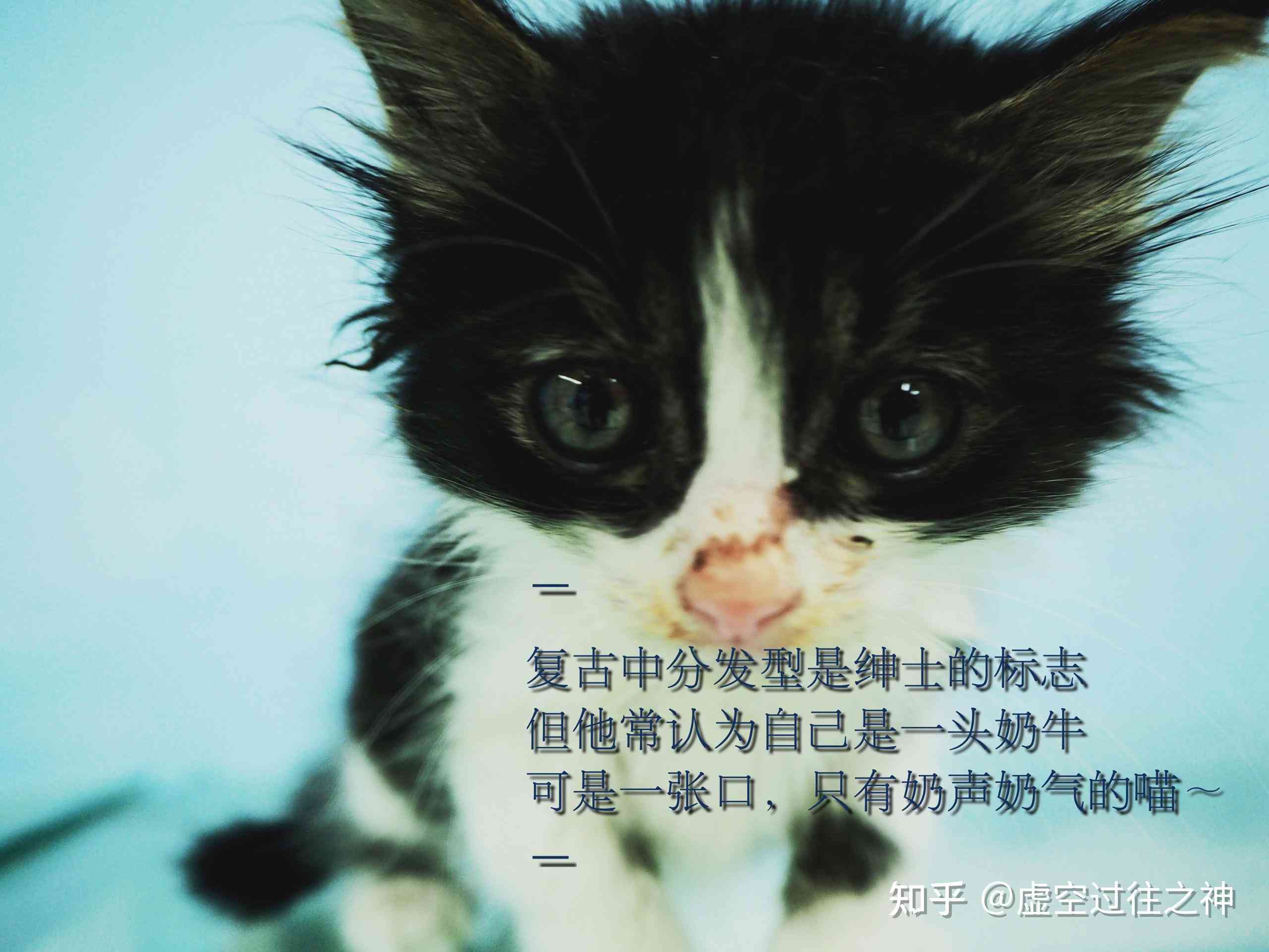 猫文案短句干净治愈：伤感猫语，柔慰藉心灵