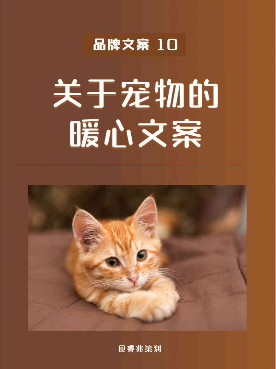 驯服ai猫咪文案句子怎么写