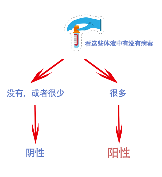 双阳现象解析：探讨二次感染病的致病机制