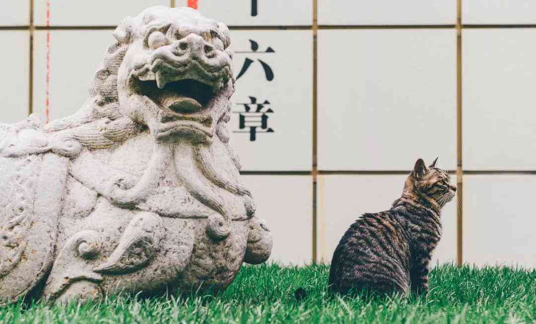 小黑猫ai智能写作平台安装