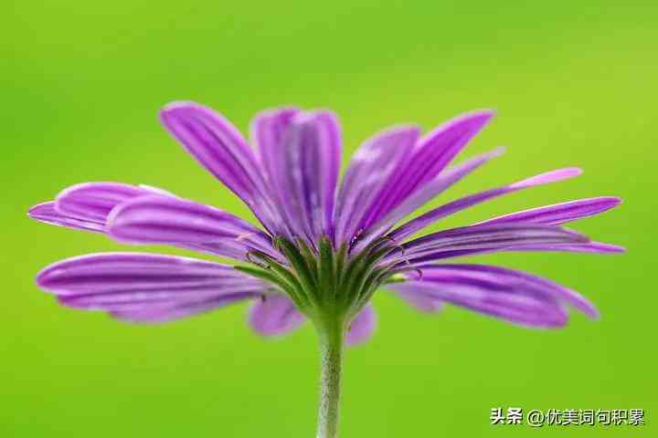 花文案唯美：短句句子集锦，简短唯美精华