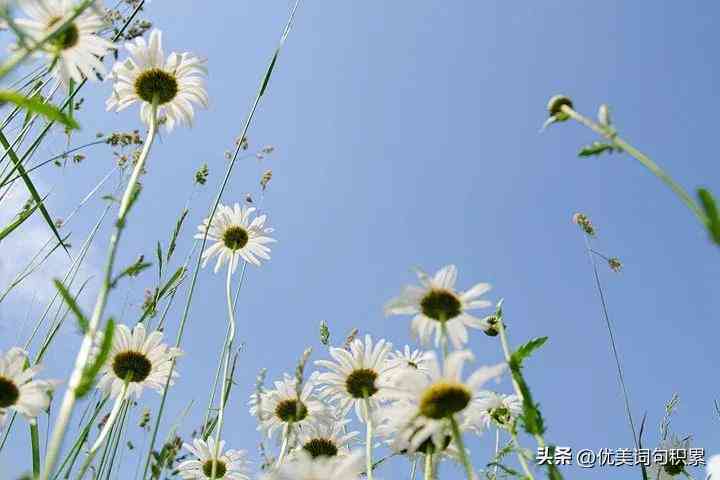 花文案唯美：短句句子集锦，简短唯美精华