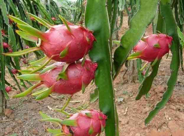 探索火龙果的奇妙世界：营养、种植与食用指南