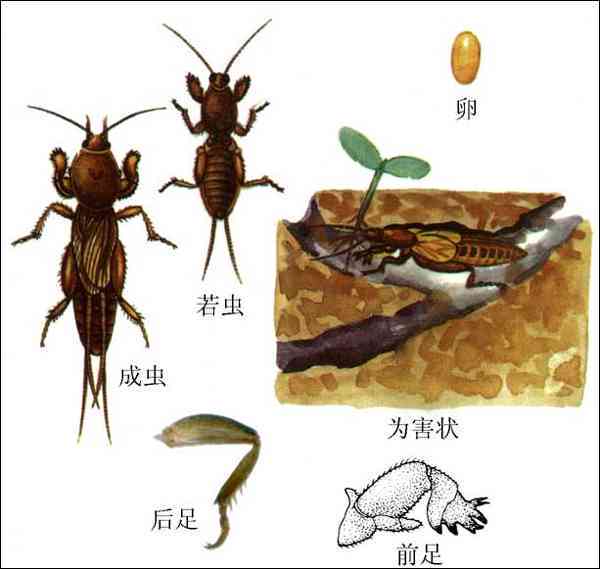 探索昆虫世界：全方位指南，涵各类昆虫写作灵感与资料