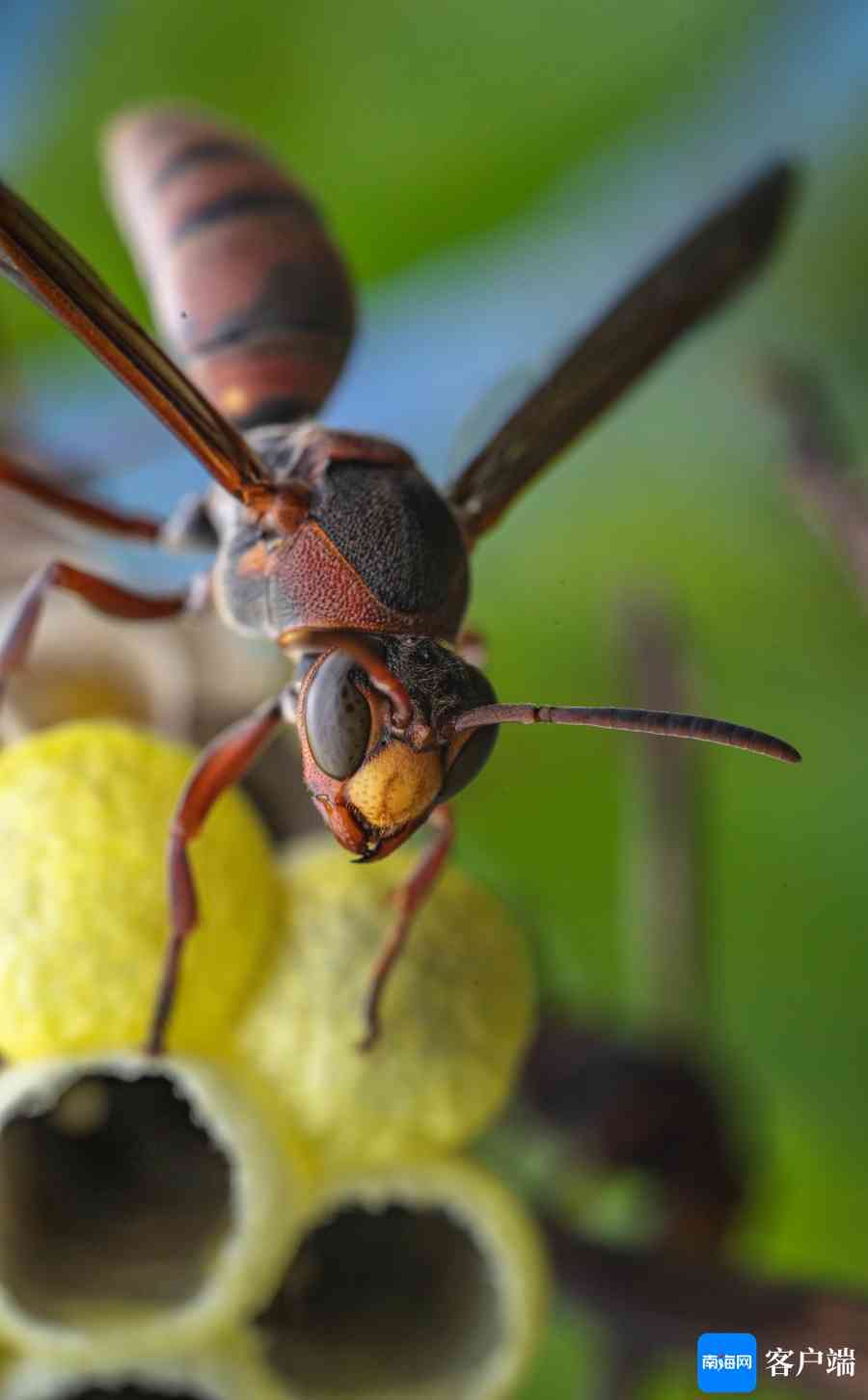 探索昆虫世界：全方位指南，涵各类昆虫写作灵感与资料