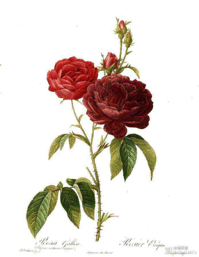 AI-Powered Rose Painting: English Translation of Artistic Descriptions