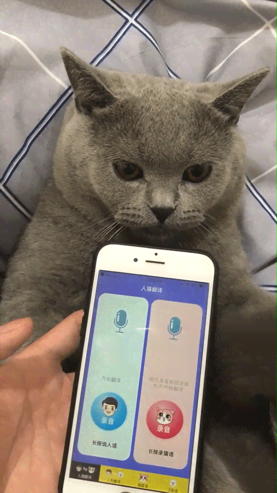 猫咪专属：智能猫语书写助手