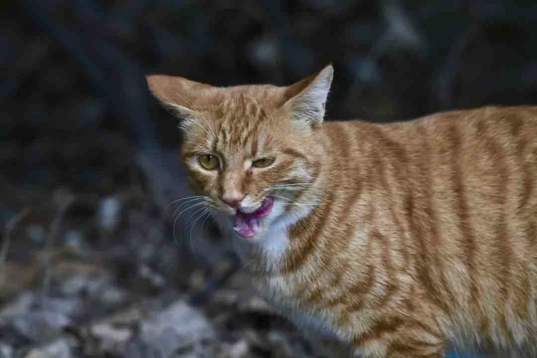 AI猫咪文案金句汇总：全面收录驯服技巧与创意短句集锦