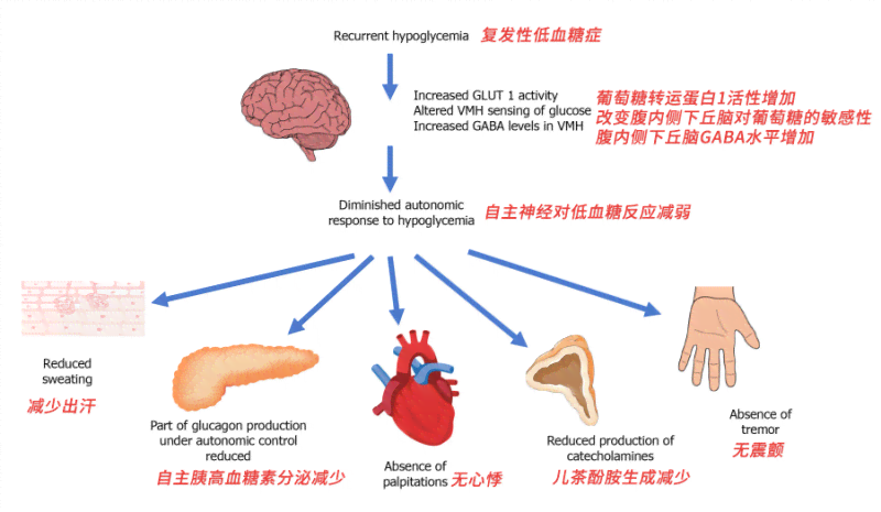 低血糖导致的晕厥：是否存在生命风险与紧急应对措