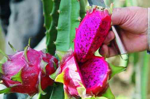 全面解析火龙果：种植指南、营养价值、食用方法及市场前景