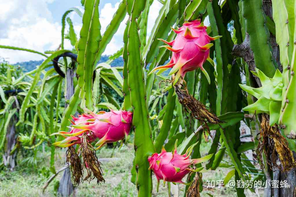 全面解析火龙果：种植指南、营养价值、食用方法及市场前景