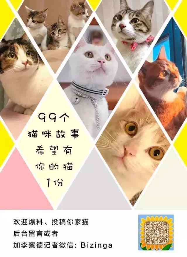 掌握AI猫咪：打造个性化猫咪训练文案金句集锦