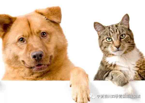 猫咪ai变身狮子文案怎么写