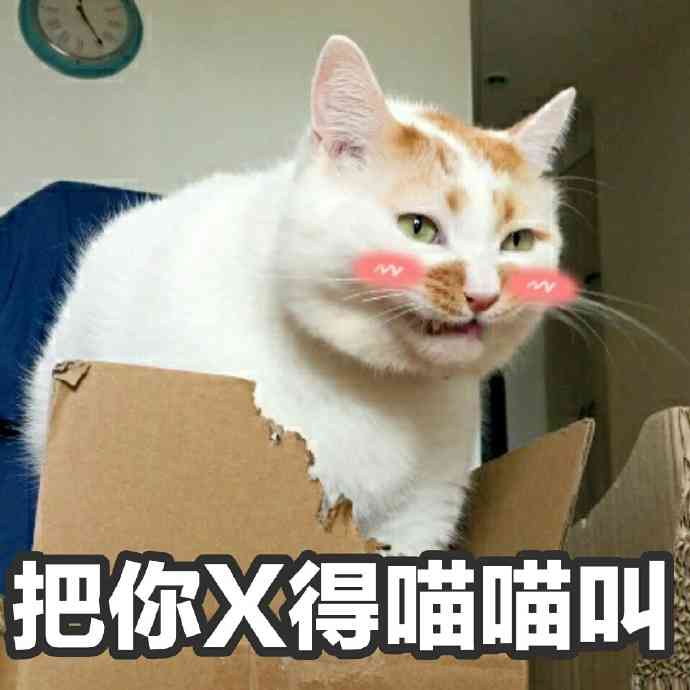 猫咪表情包大     ：百变猫猫搞笑瞬间，满足你的表情包需求