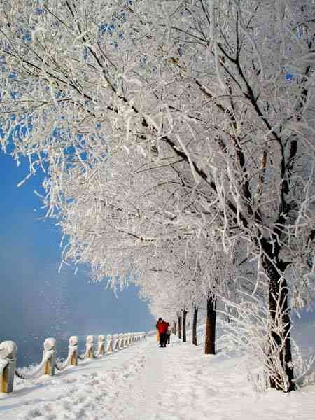 一句简短的雪景文案：短句干净治愈，描绘纯净冬日美景