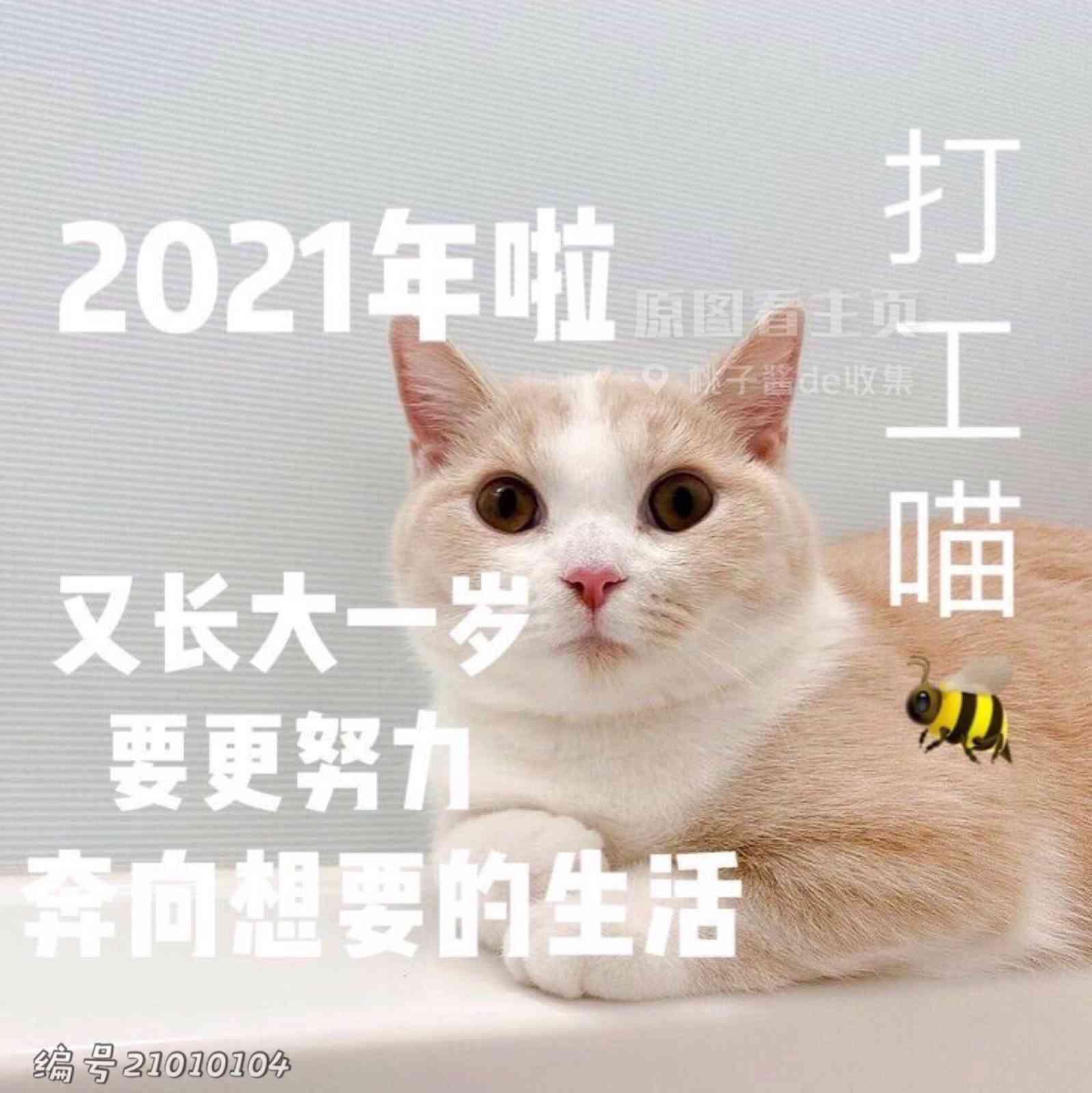 2021流行表情搭配文案精选集