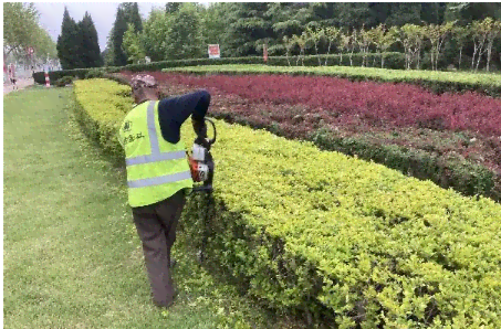 如何准确计算绿化植被养护期限