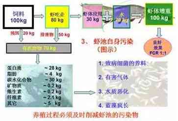 养殖大户评定标准：全面解析现代化养殖成功要素