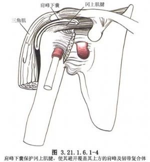 冈上肌腱修补术：手术步骤、术后恢复、并发症及合并肱骨骨折伤残评定