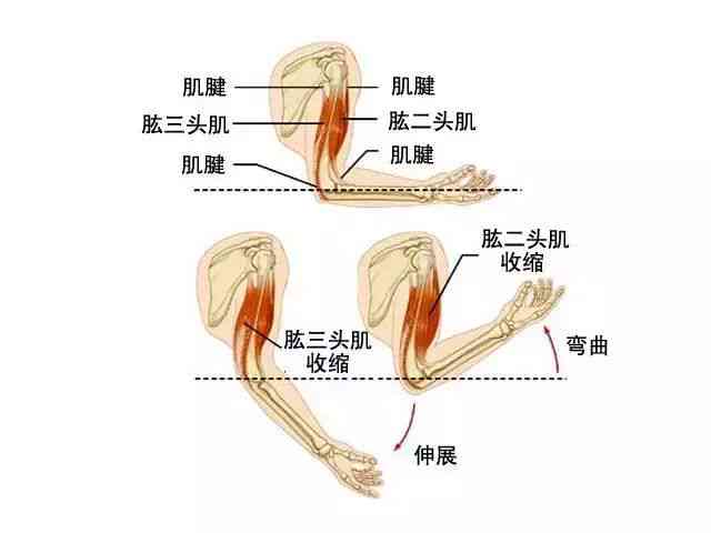 冈上肌腱损伤高效修复策略与实践