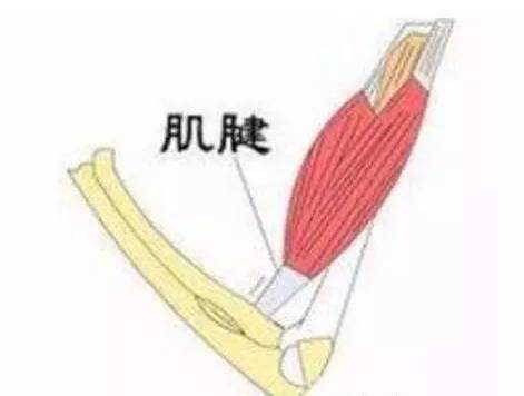 冈上肌腱损伤高效修复策略与实践