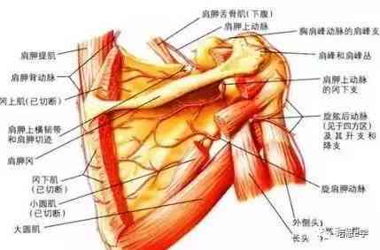 冈上肌腱损伤高效修复策略与实践