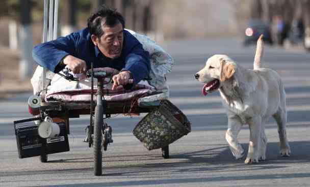 探索共融：人类与犬伴AI的馨瞬间摄影集