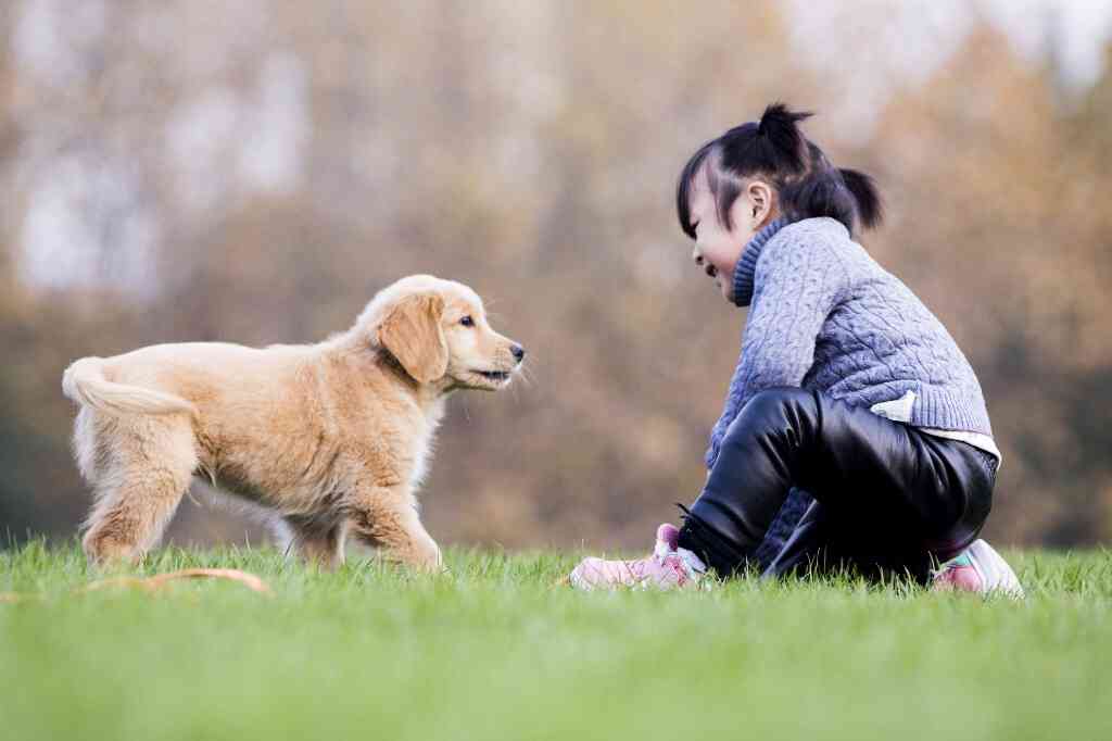 探索共融：人类与犬伴AI的馨瞬间摄影集