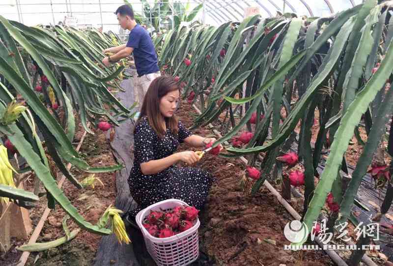 火龙果的文章怎么写：三年级500字作文指导