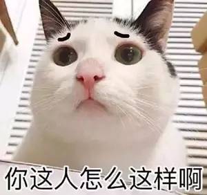 喵喵酱的梦幻私宅：猫咪乐园揭秘