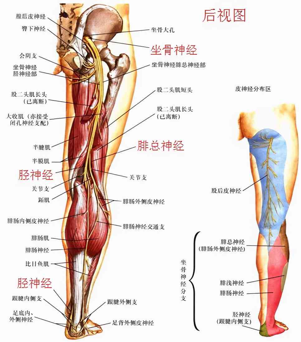 右下肢毁损伤是什么病及其原因、后遗症解释