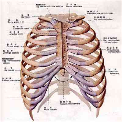 右侧肋骨骨折诊断与治疗要点