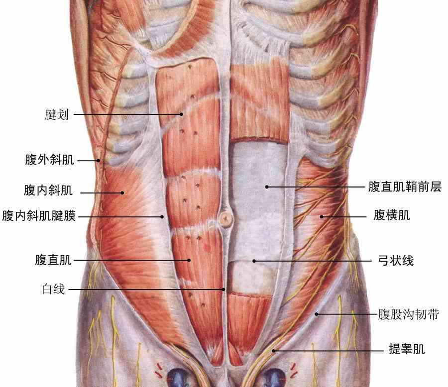 右侧肋骨断裂复时间及恢复全过程解析：从诊断到完全复的全方位指南