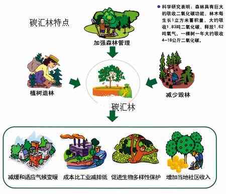 碳汇农场AI分析报告怎么写——详尽撰写指南与步骤解析