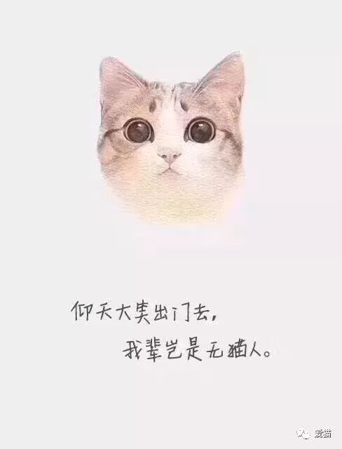 猫咪走心文案：简短、短句、搞笑集锦