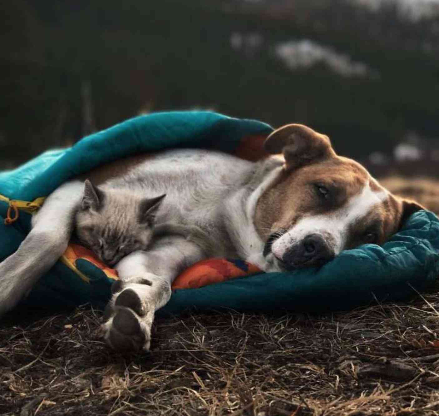 猫咪治愈系短句：清新文艺，心灵疗愈