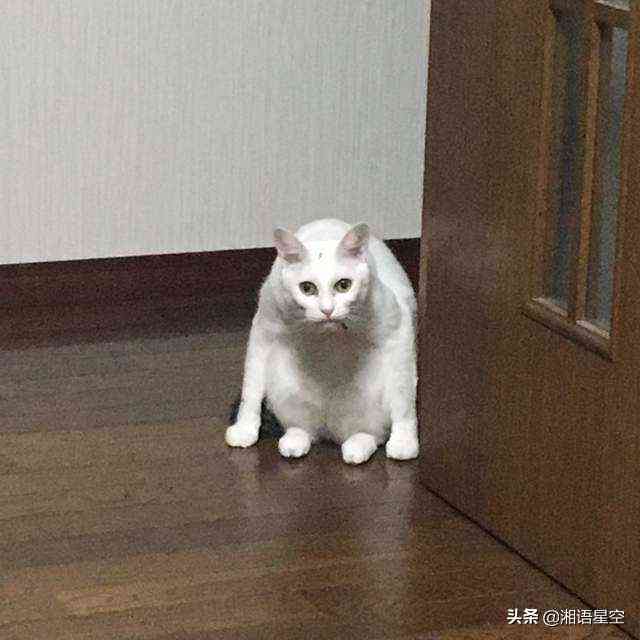 猫咪治愈系短句：清新文艺，心灵疗愈