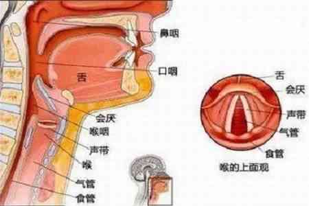 咽喉息肉肉眼下可见性与诊断方法探讨