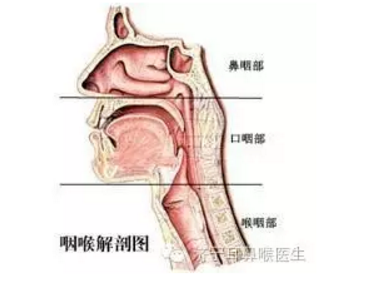 咽喉息肉是否能够自愈及治疗方法的全面解析