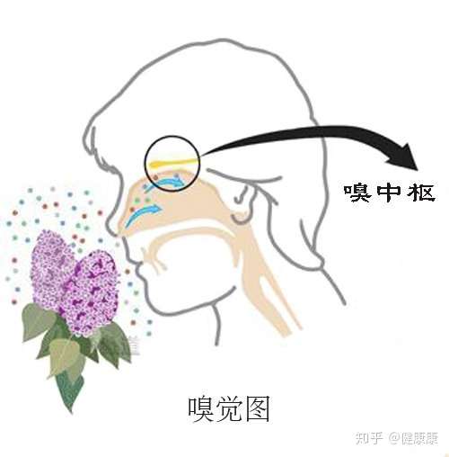 嗅觉丧失能认定工伤吗