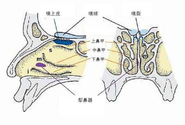 嗅觉丧失能认定工伤吗吗