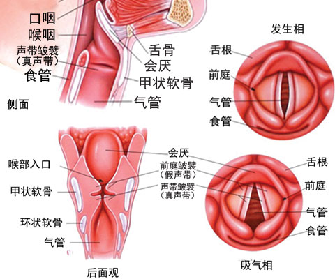 声带结节：了解其危害、成因、症状及治疗对策