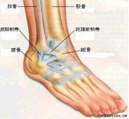 外踝关节韧带损伤：症状、原因、诊断、治疗与复全方位解析