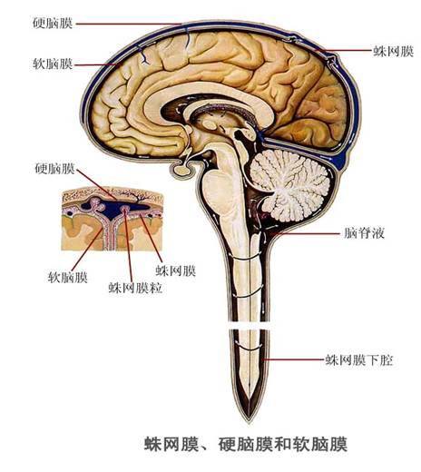 多发性挫伤损伤程度鉴定及法律意义解析