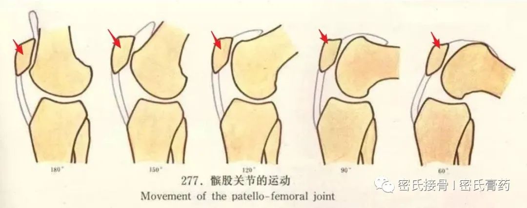 深入了解大关节脱位：原因、症状、治疗与预防全方位解析