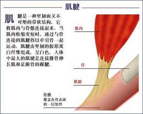 大腿肌肉损伤与修复：常见原因、症状、治疗与复策略